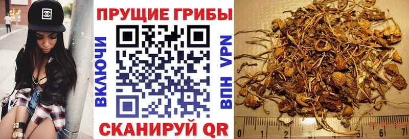 Псилоцибиновые грибы Cubensis Лобня